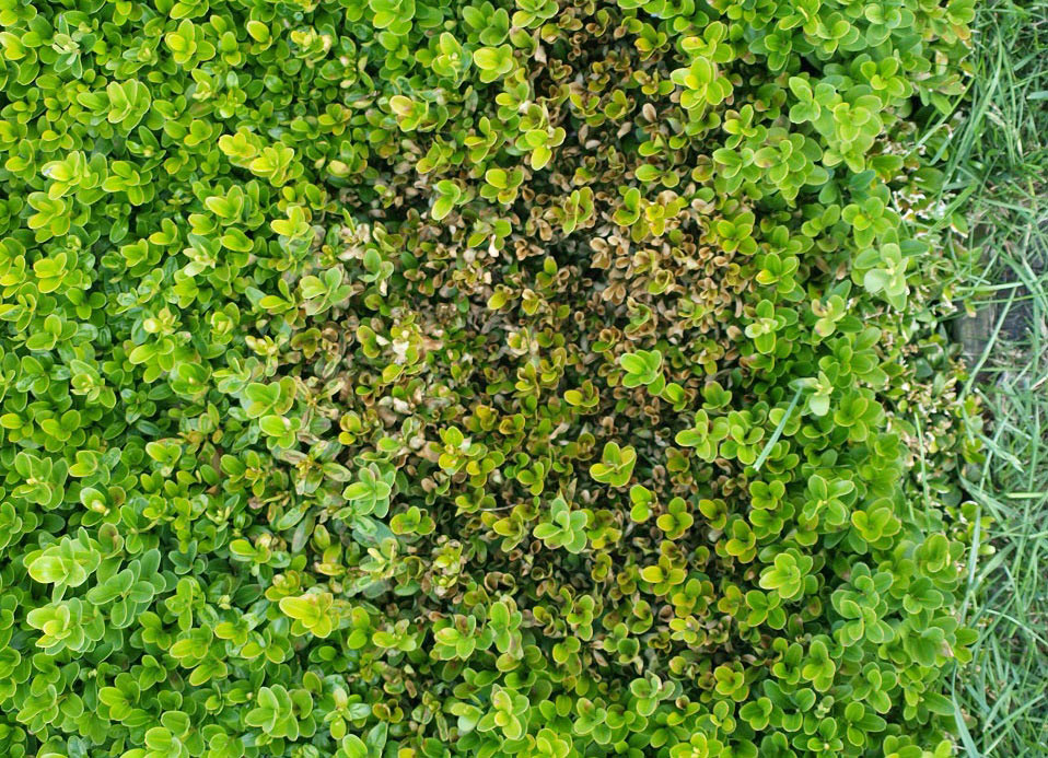 Box Blight (early stages)