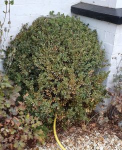 A Box bush in poor condition