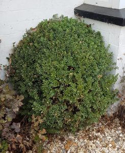 A healthly looking box plant that has been treated with Topbuxus grow