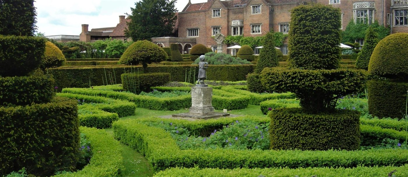 Healthy looking Buxus plants, along with some Taxus Topiary